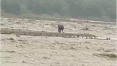 Photo of उत्तराखंड में भारी बारिश के बीच नदी के तेज बहाव में फंसा हाथी, देखें Video